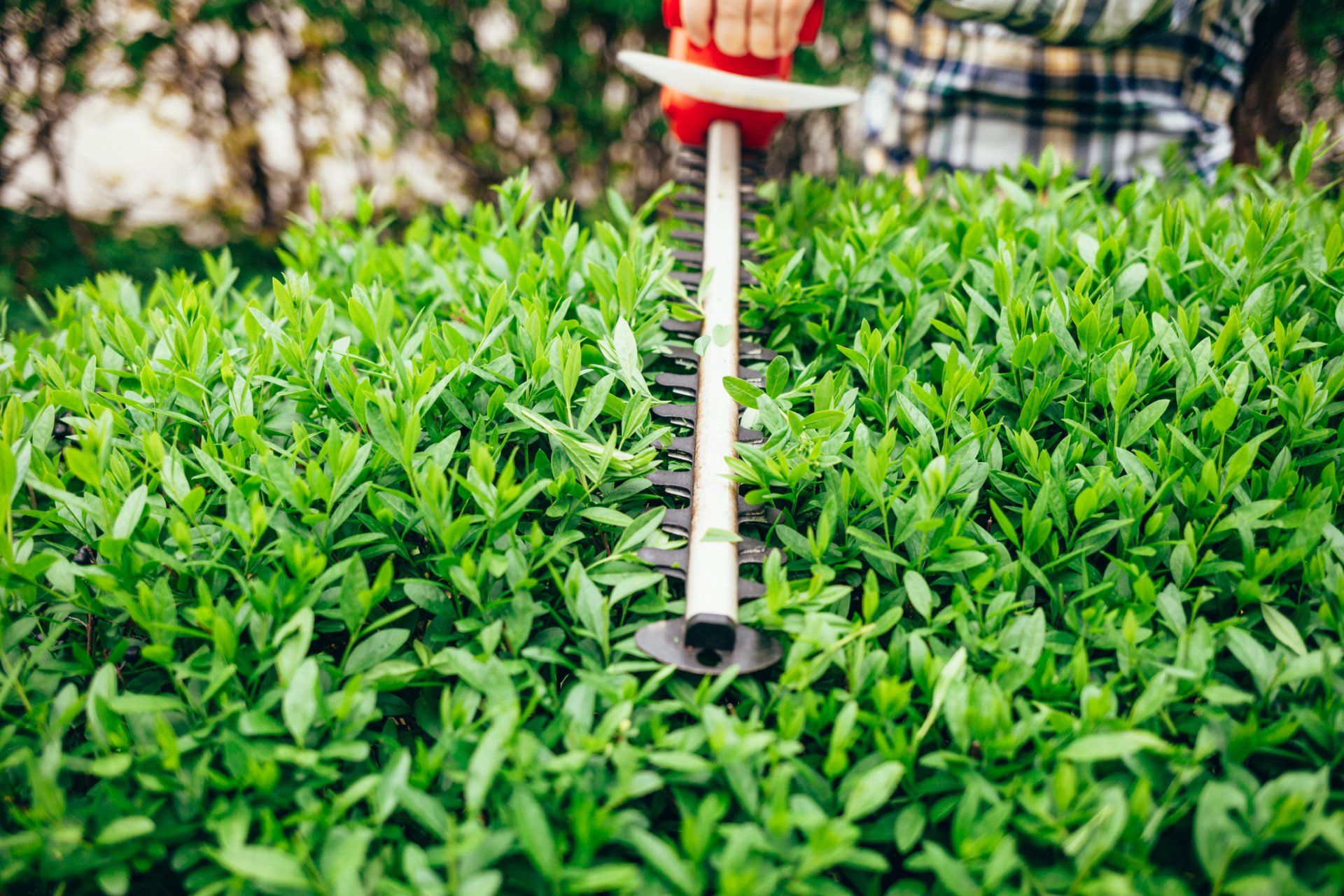 Elm Leaf Beetle Treatment
